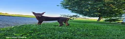 Doberman Pinscher dogs for sale: Gus - Ad 6