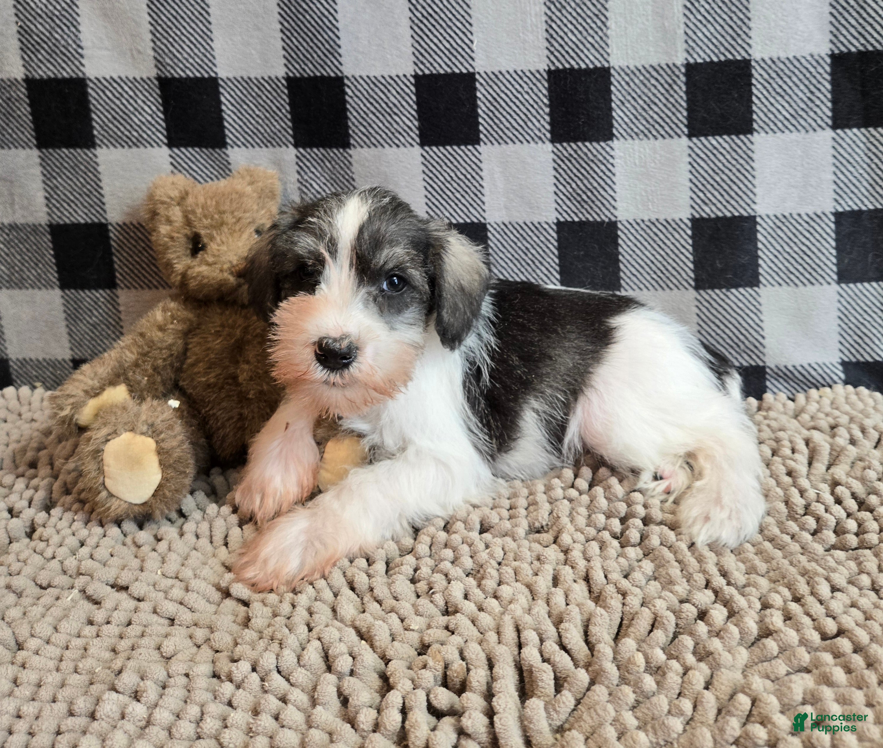 Miniature Schnauzer dogs Scoobie - Ad 1