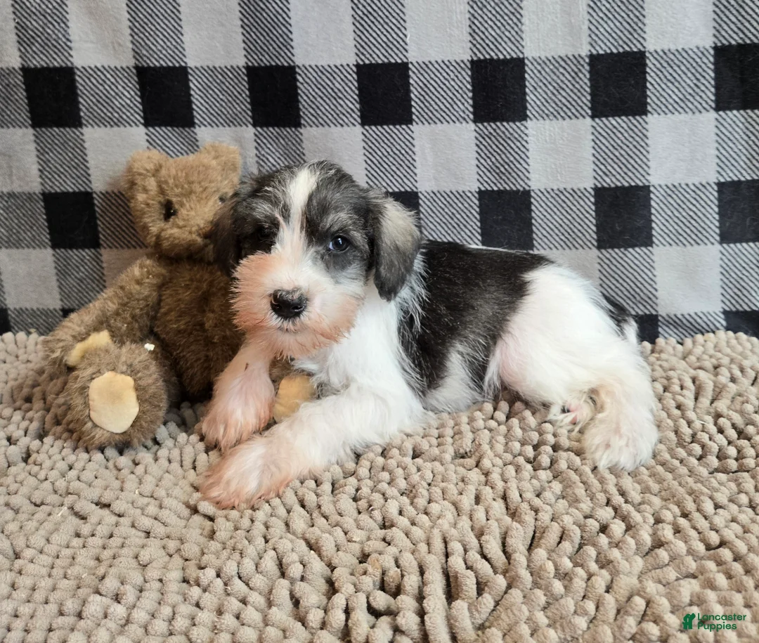Miniature Schnauzer dogs for sale: Scoobie - Ad 1