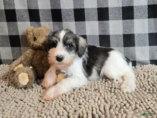 Miniature Schnauzer dogs for sale: Scoobie - Ad 3