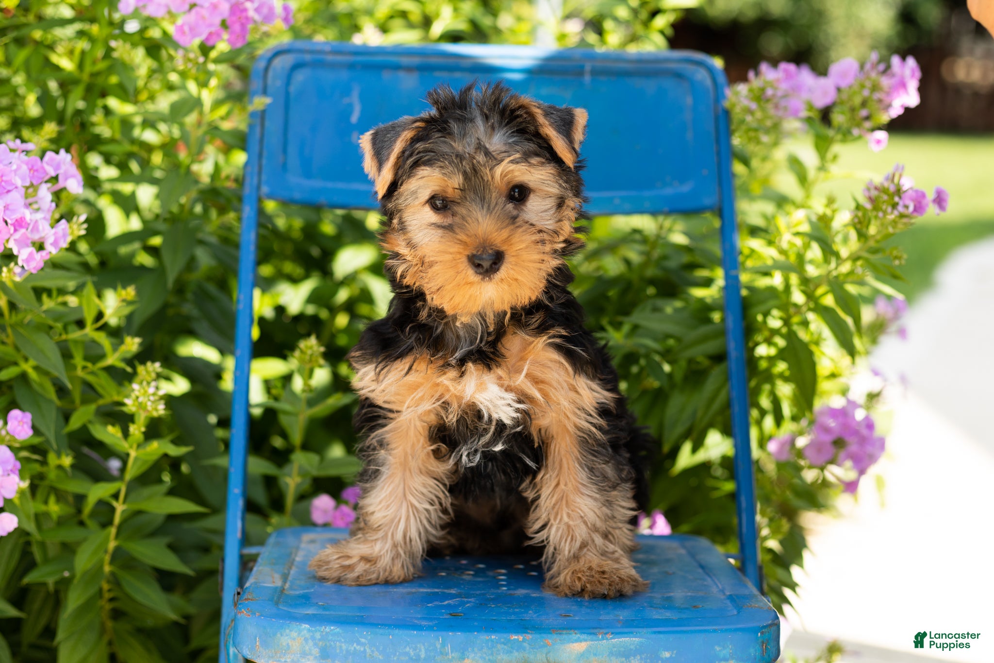 Yorkshire Terrier dogs for sale: Conquistador  - Ad 3