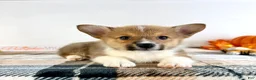 Welsh Corgi Pembroke dogs for sale: CKC Hobie - Ad 4