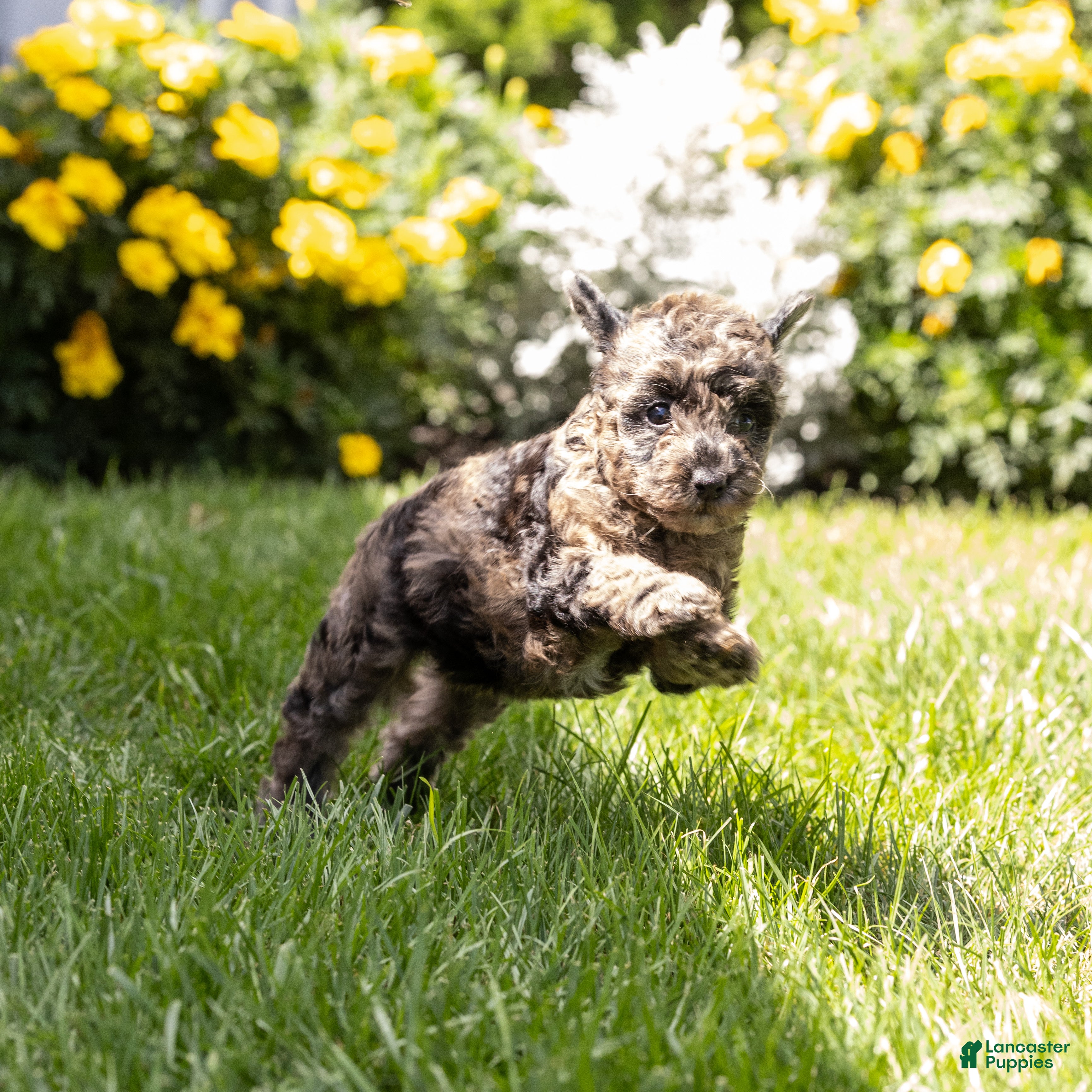 Toy Poodle dogs Willow  - Ad 2
