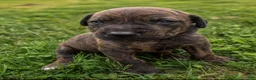 Mixed Breed dogs for sale: Teal - Ad 3