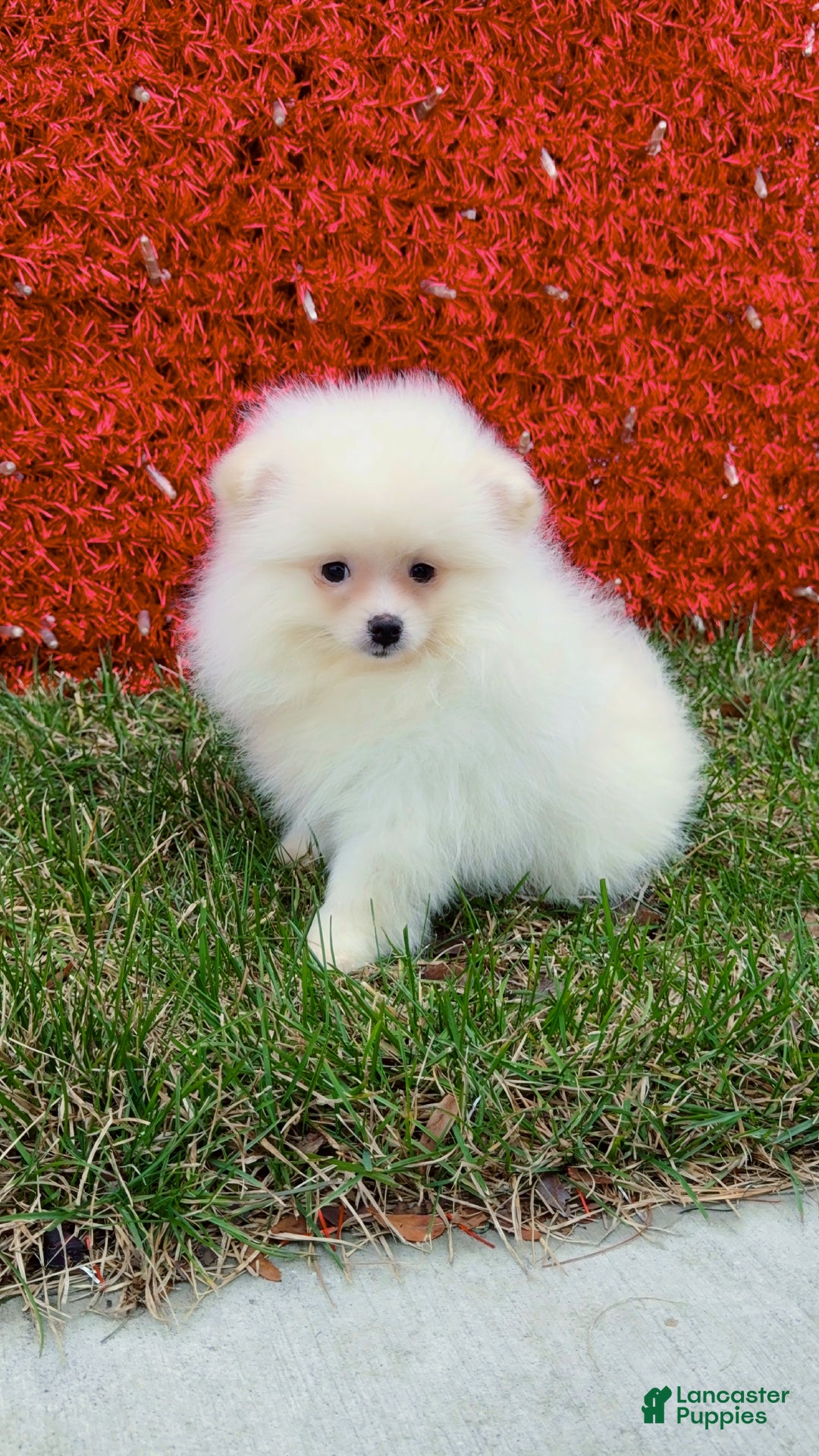 Pomeranian dogs for sale: Pomeranian Puppy cuddles  - Ad 6