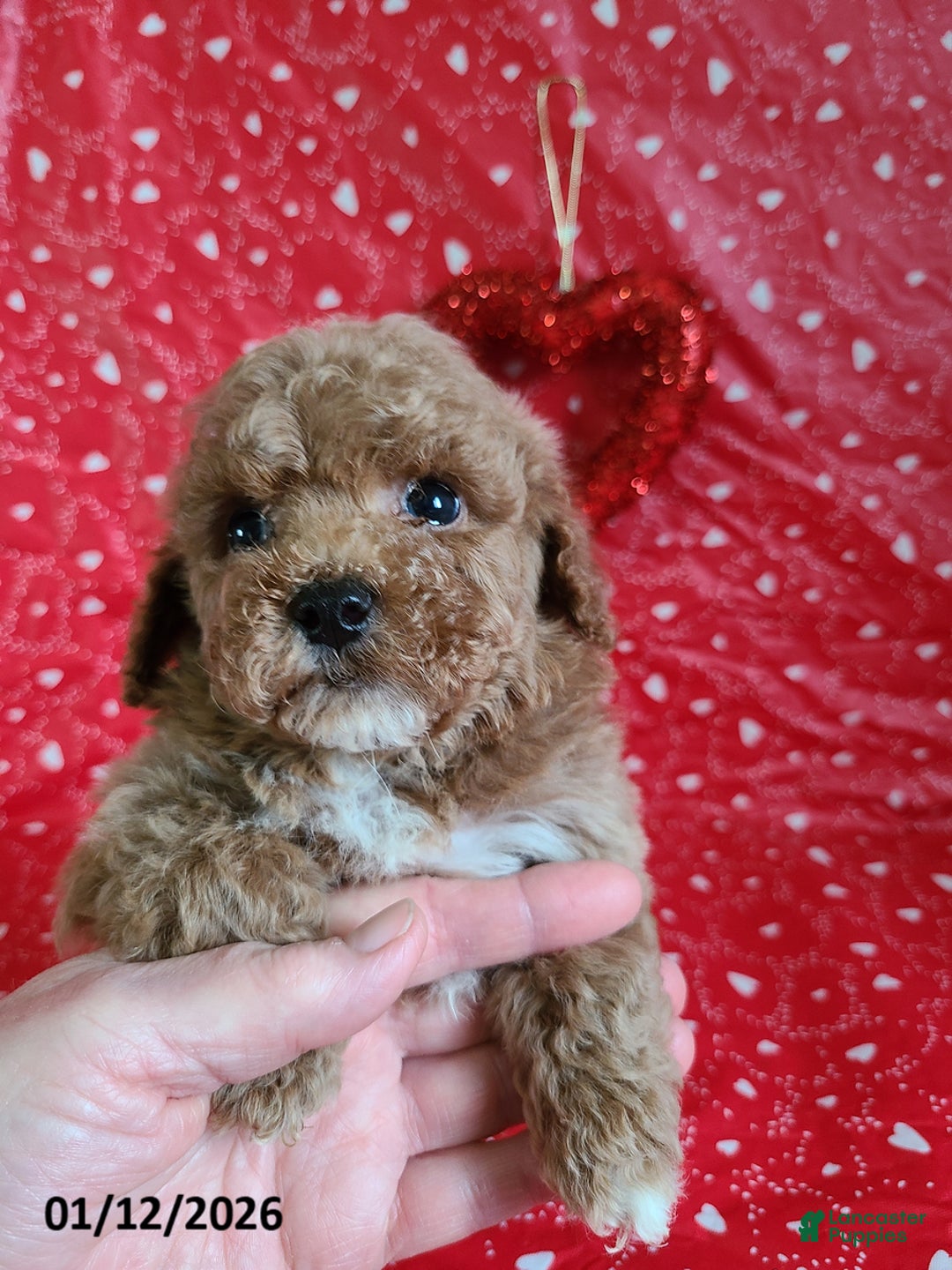 Bichpoo dogs for sale: Dash - Ad 9