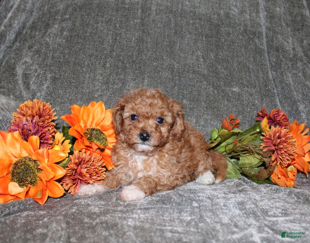 Yorkiepoo dogs for sale: Kara - Ad 3