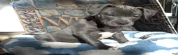 American Bully dogs for sale: "DMX" LAST ONE - Ad 6