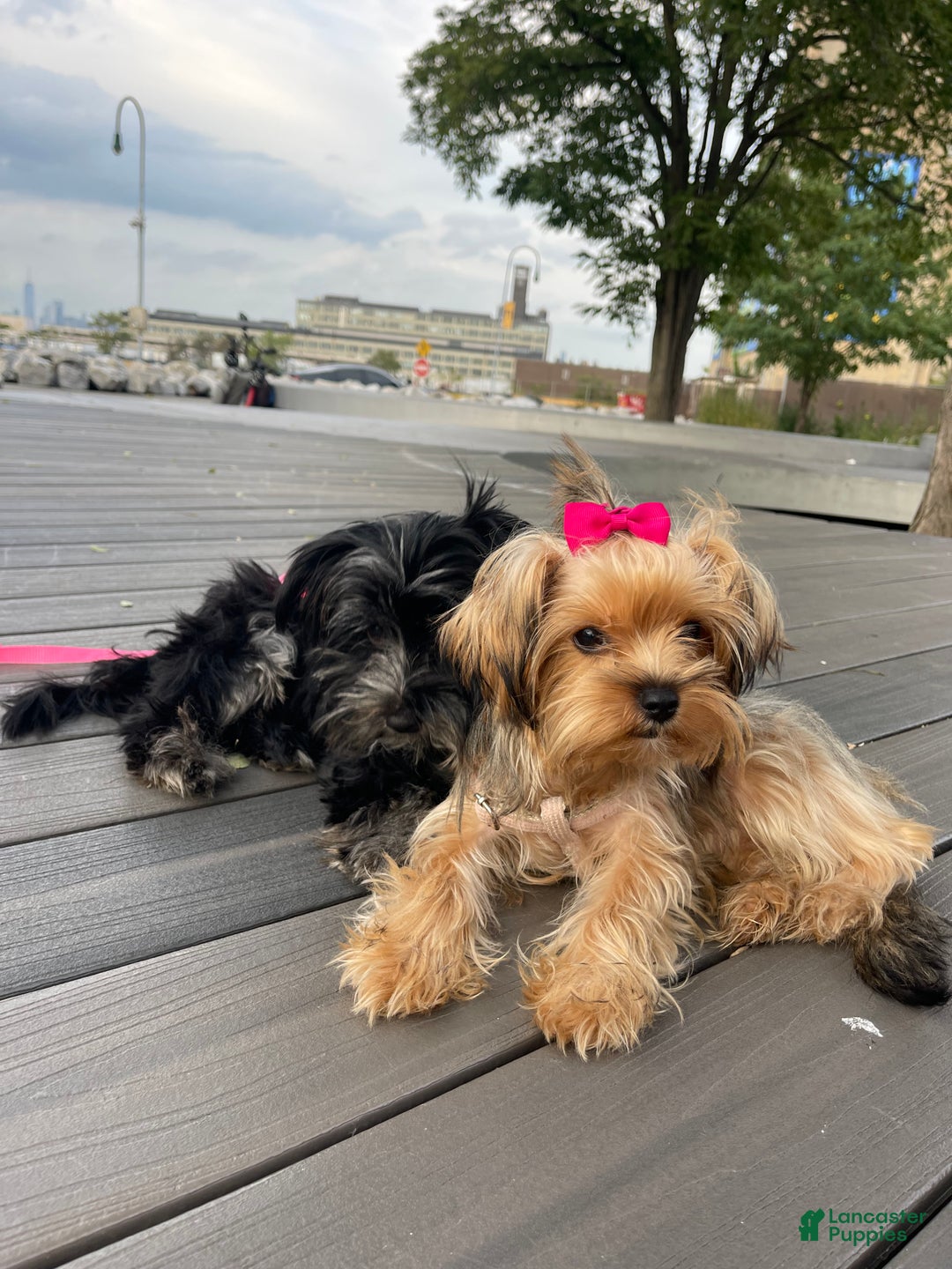 Yorkshire Terrier dogs for sale: Yorkshire Terrier Puppy 1 - Ad 4
