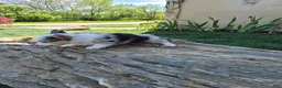 Welsh Corgi Pembroke dogs for sale: Oreo - Ad 2
