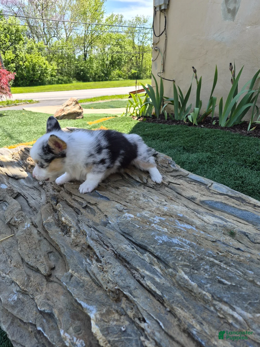 Welsh Corgi Pembroke dogs for sale: Oreo - Ad 2