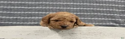 Miniature Poodle dogs for sale: Buttercup - Ad 6