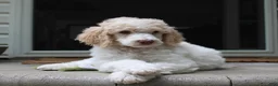 Standard Poodle dogs for sale: Pebble AKC Standard Poodle - Ad 10