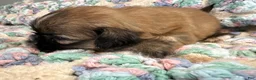 Shih Tzu dogs for sale: Shih Tzu 7 - Ad 2