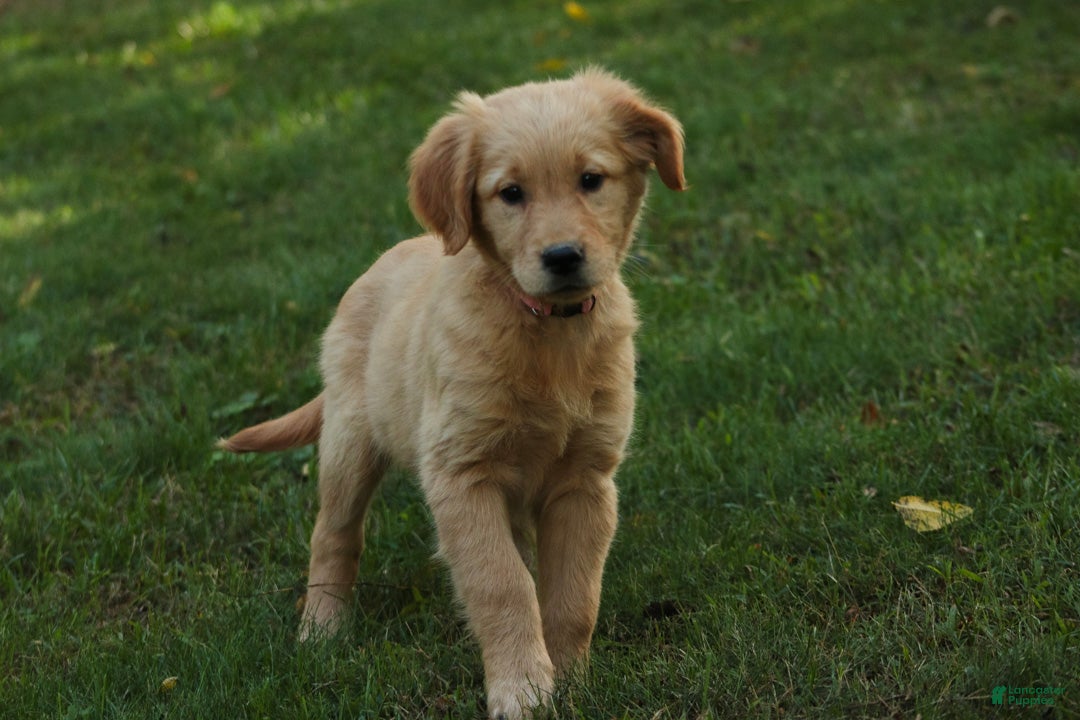 Golden Retriever dogs Meg Golden Retriever  - Ad 1