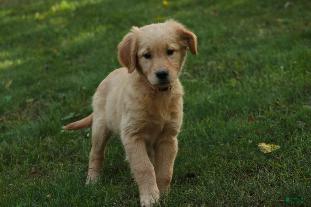 Golden Retriever dogs for sale: Meg Golden Retriever  - Ad 1