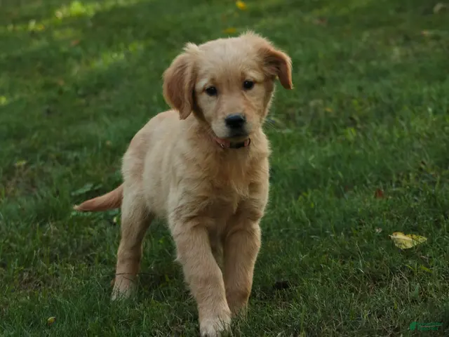 Golden Retriever dogs for sale: Meg Golden Retriever - Ad 1