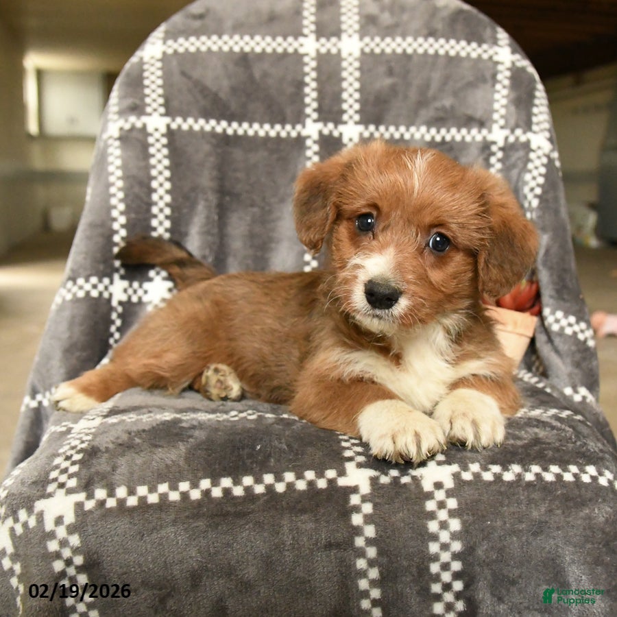 Mixed Breed dogs Duke - Ad 1