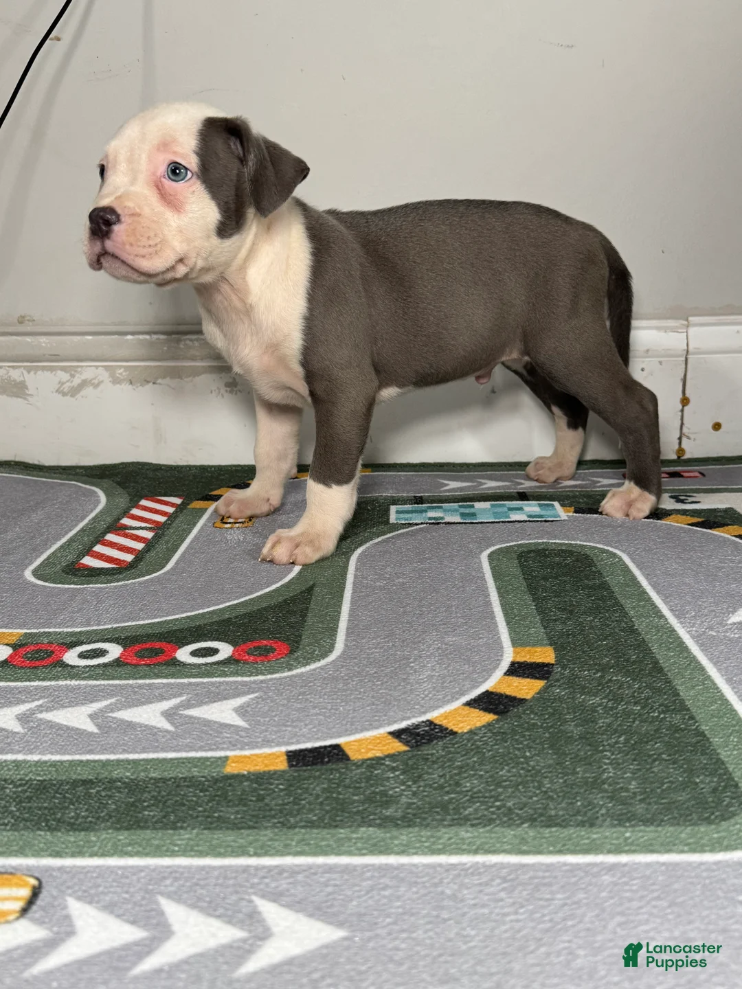 American Bully dogs for sale: Sage - Ad 14
