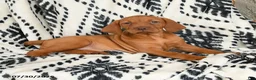 Vizsla dogs for sale: Candycorn - Ad 3