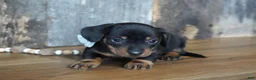 Miniature Dachshund dogs for sale: Treyton - Ad 4