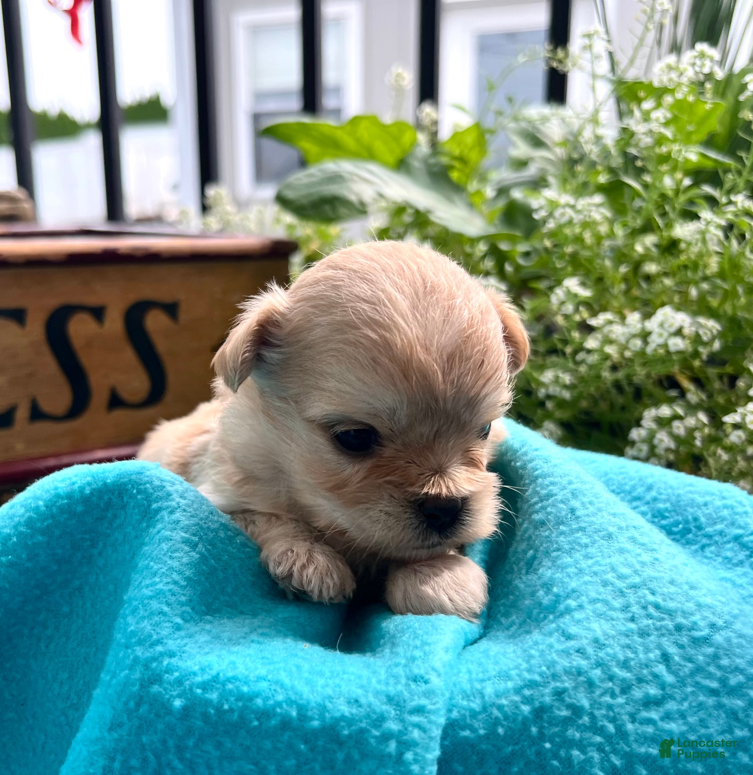 Pekapoo dogs Honeybun❤️ text or call to schedule a play date today🐾 - Ad 2