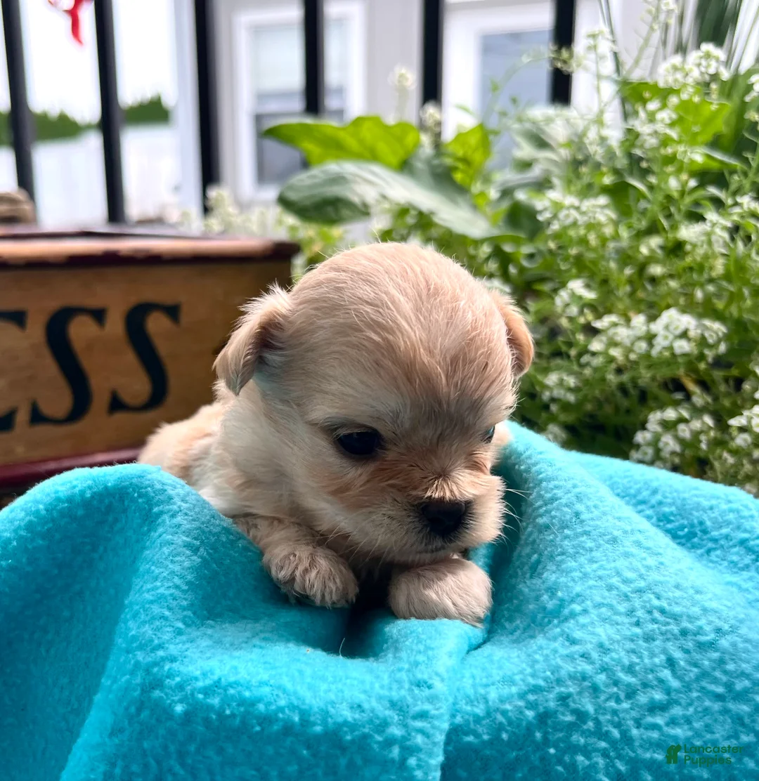 Pekapoo dogs for sale: Honeybun❤️ text or call to schedule a play date today🐾 - Ad 2