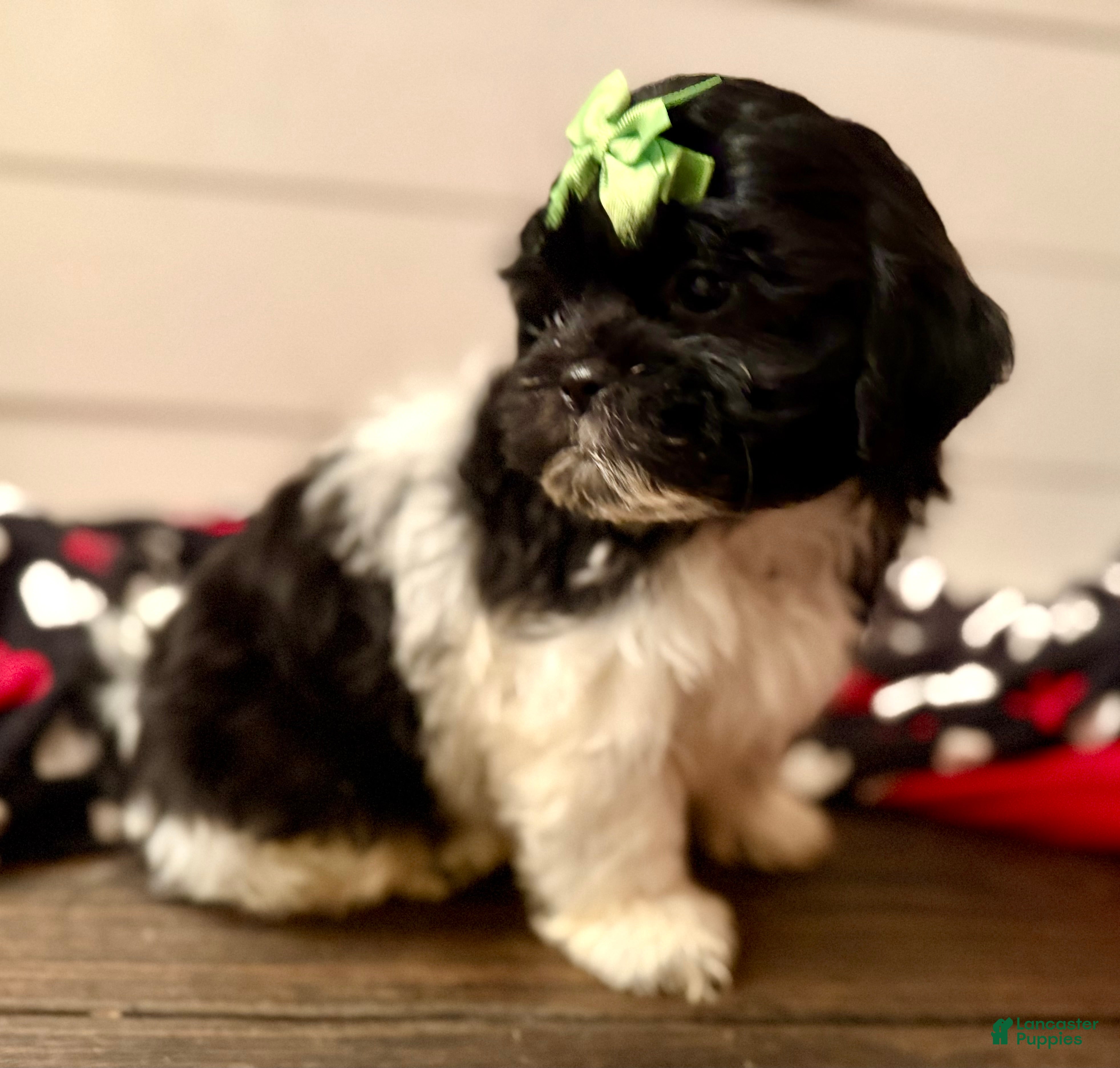 Shihpoo dogs Elphi - Ad 18