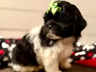 Shihpoo dogs Elphi - Ad 12