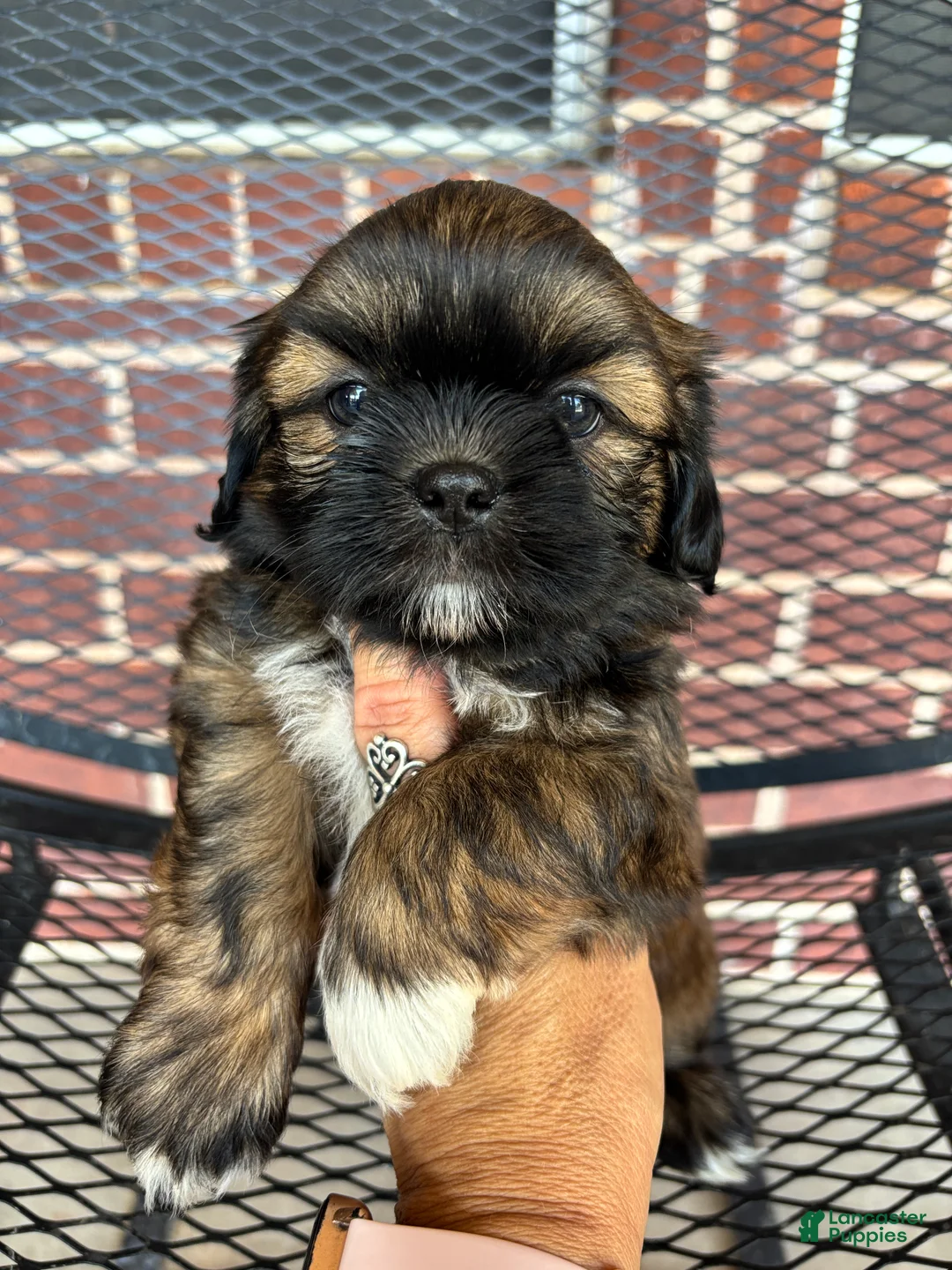 Shih Tzu dogs for sale: Shih Tzu 4 - Ad 2