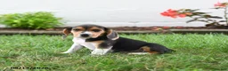 Beagle dogs for sale: Susie - Ad 4