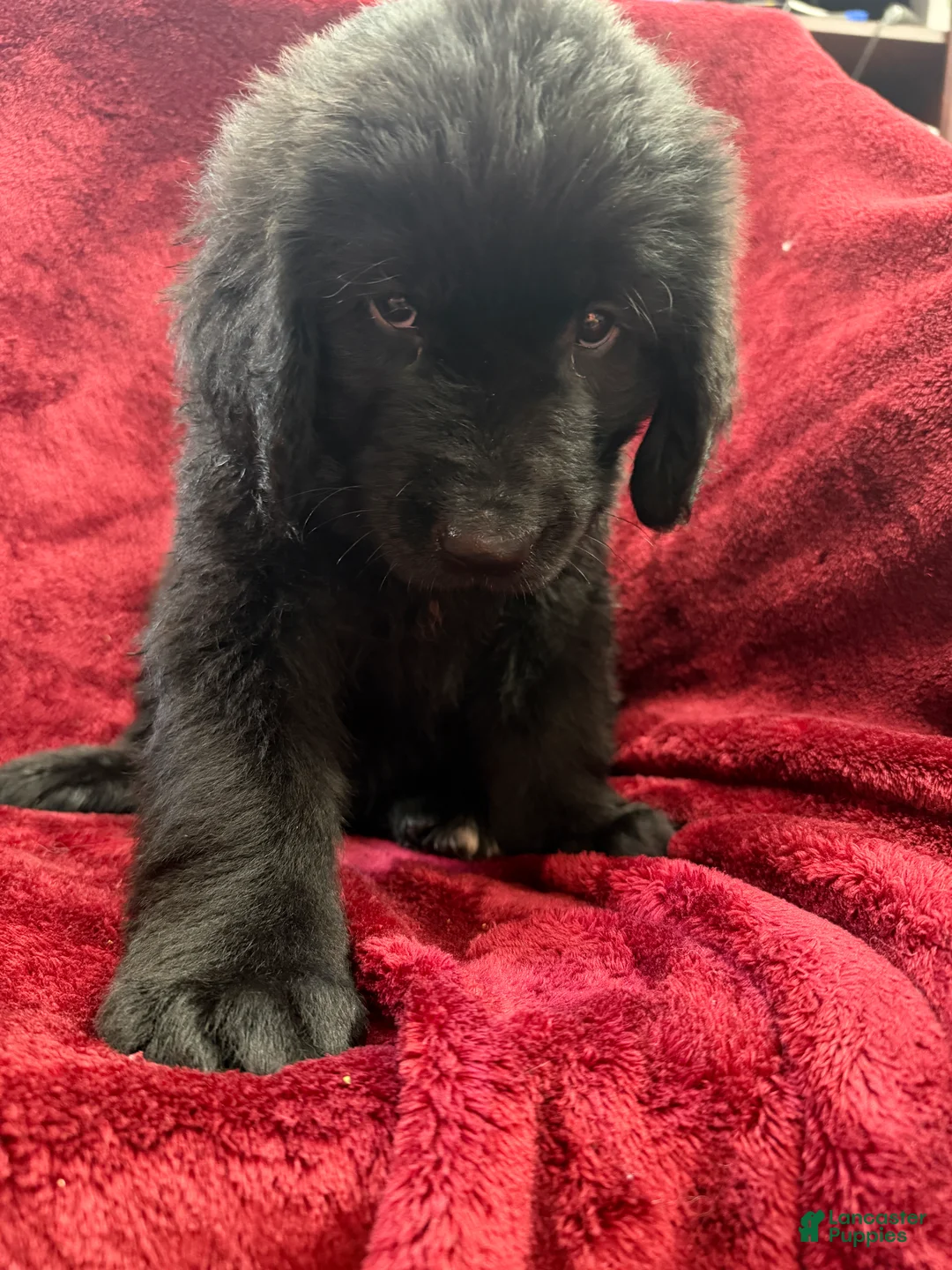Newfoundland dogs for sale: Newfoundland 3 - Ad 5