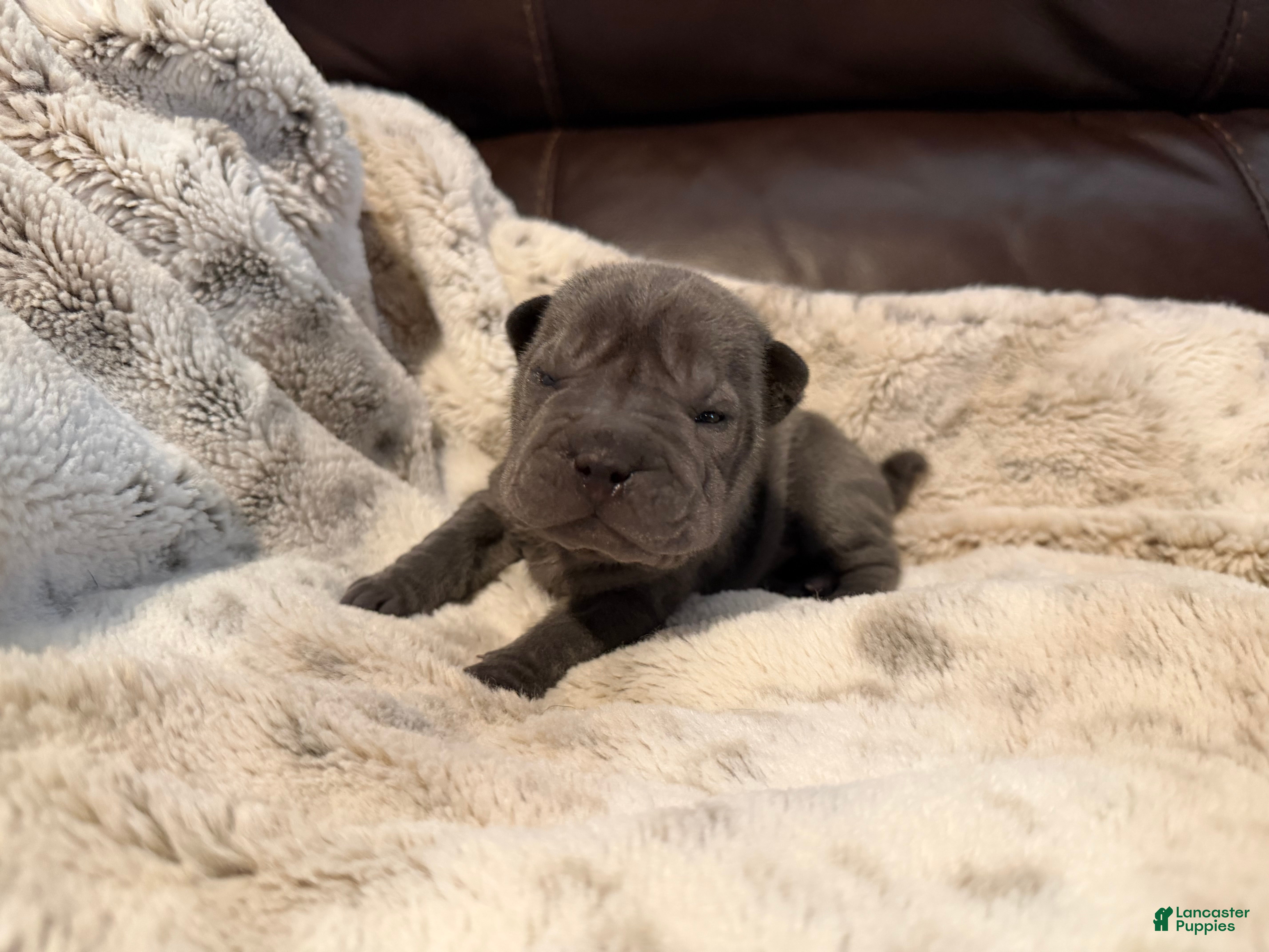 Shar Pei dogs for sale: Marvel - Ad 2