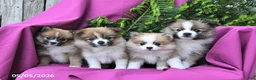 Pomeranian dogs for sale: Jack  - Ad 5