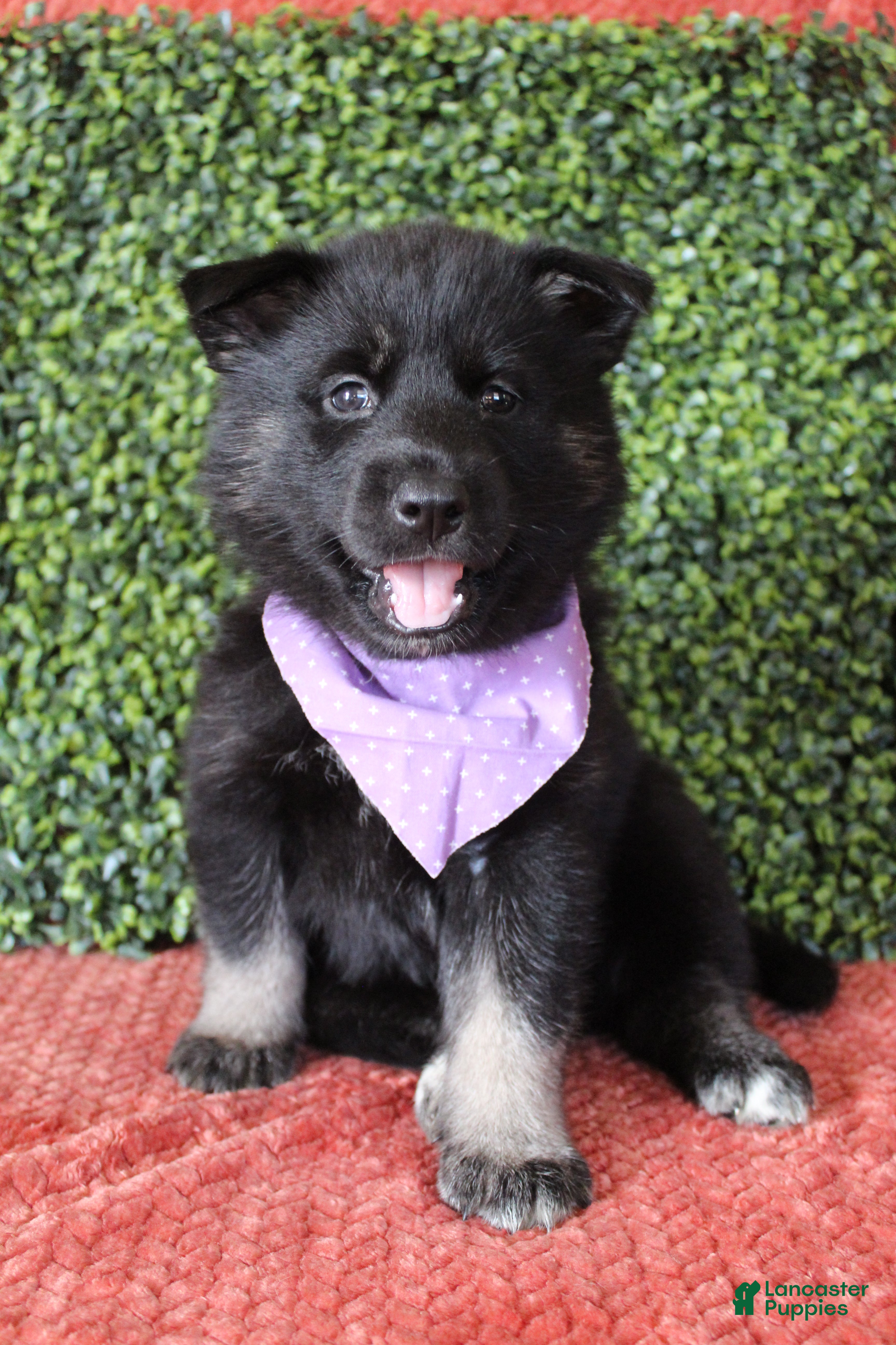 Gerberian Shepsky dogs 2 Purple - Ad 10