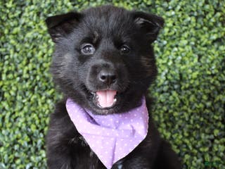 Gerberian Shepsky dogs 2 Purple - Ad 10