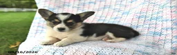 Welsh Corgi Pembroke dogs for sale: Amelia - Ad 3