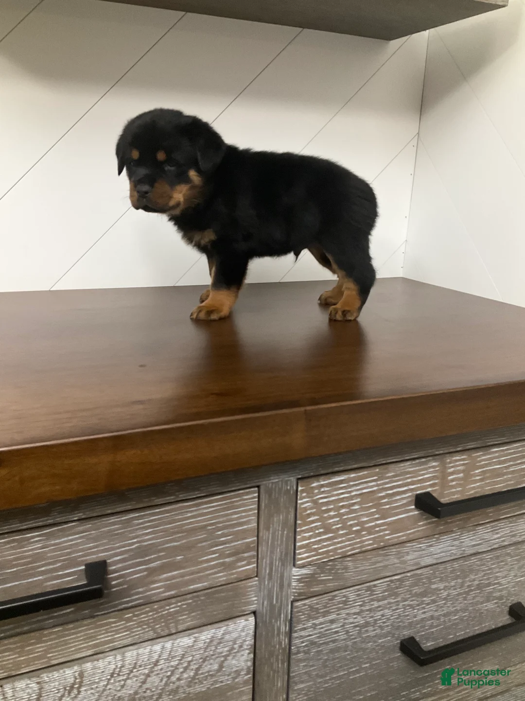 Rottweiler dogs for sale: Rottweiler Puppy 7 - Ad 3