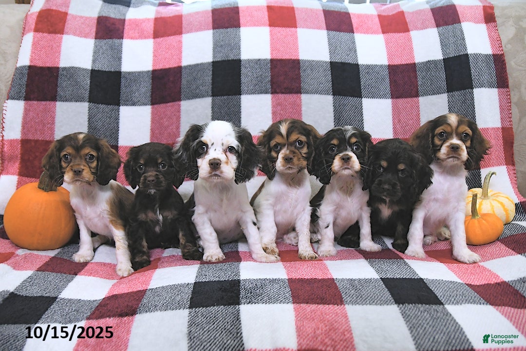 Cocker Spaniel dogs for sale: Mavis - Ad 8