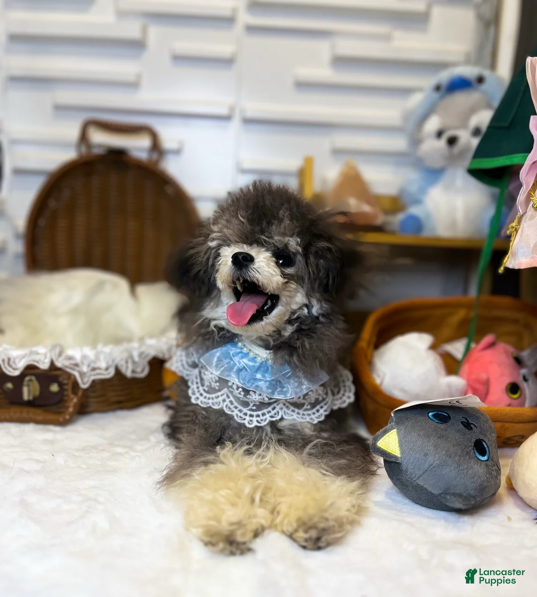 Toy Poodle dogs for sale: Toy Poodle 1 - Ad 1