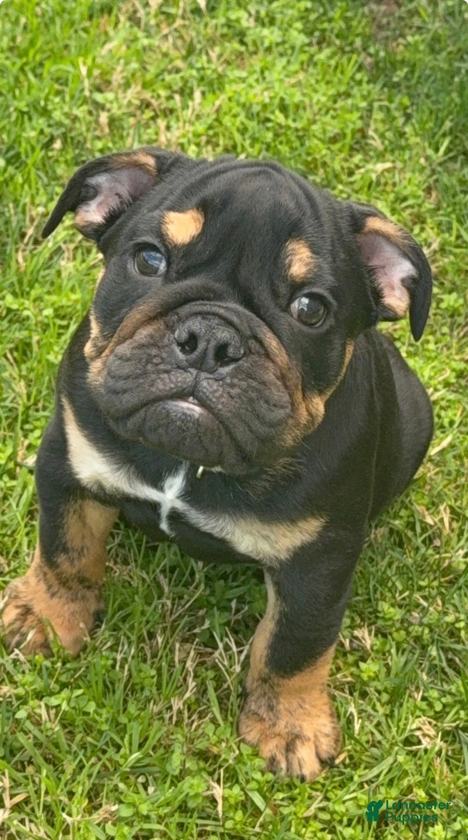 English Bulldog dogs English Bulldog Puppy 1 - Ad 1