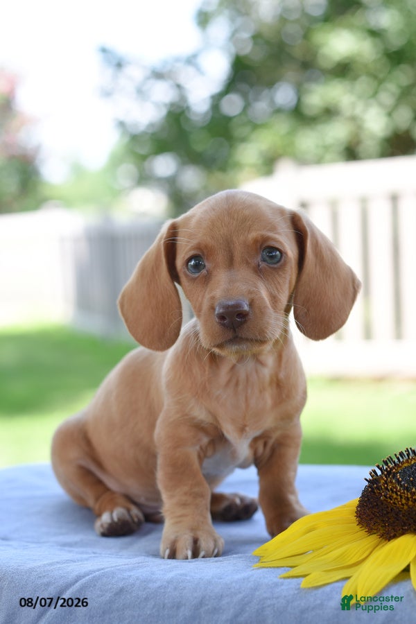 Miniature Dachshund dogs Trent - Ad 1