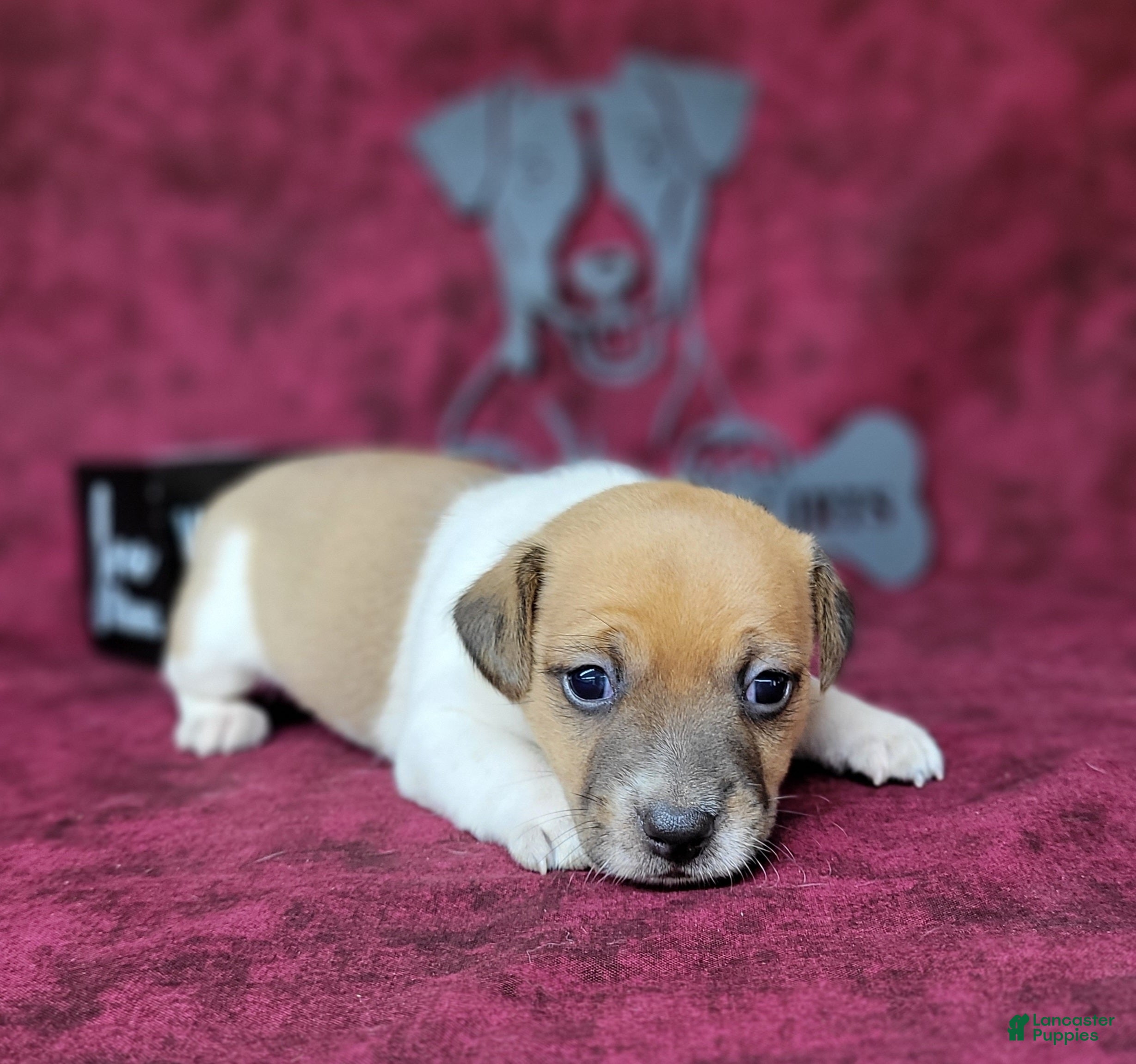 Jack Russell Terrier dogs CKC "Riggs" *Delivery Available* - Ad 1