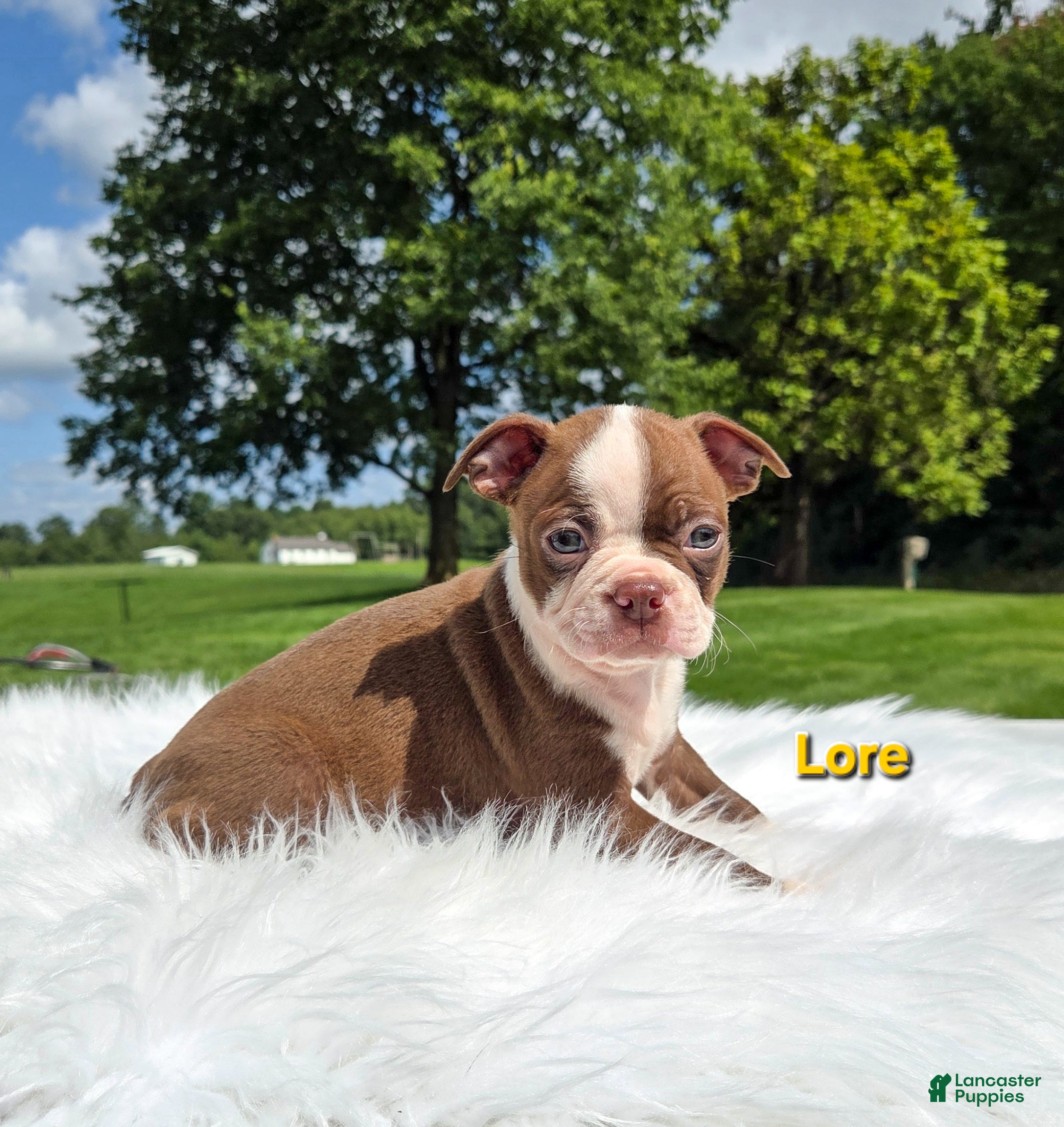 Boston Terrier dogs Lore  - Ad 2