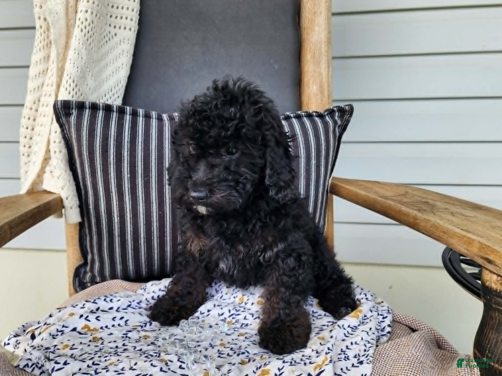 Mini Bernedoodle dogs Willow - Ad 15