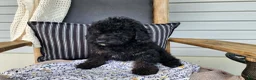 Mini Bernedoodle dogs for sale: Willow - Ad 1