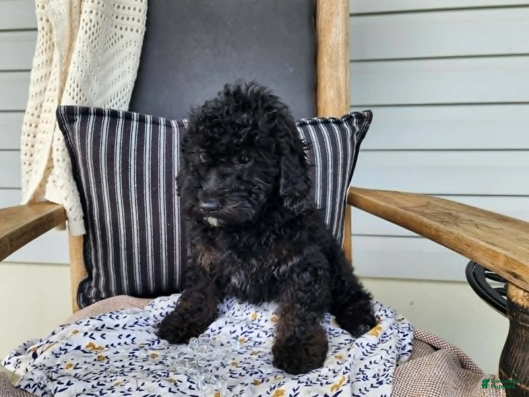 Mini Bernedoodle dogs for sale: Willow - Ad 1