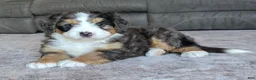 Mini Bernedoodle dogs for sale: Mini Bentley  - Ad 11