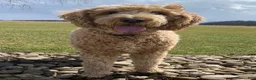 Mini Goldendoodle dogs for sale: Fern - Ad 7