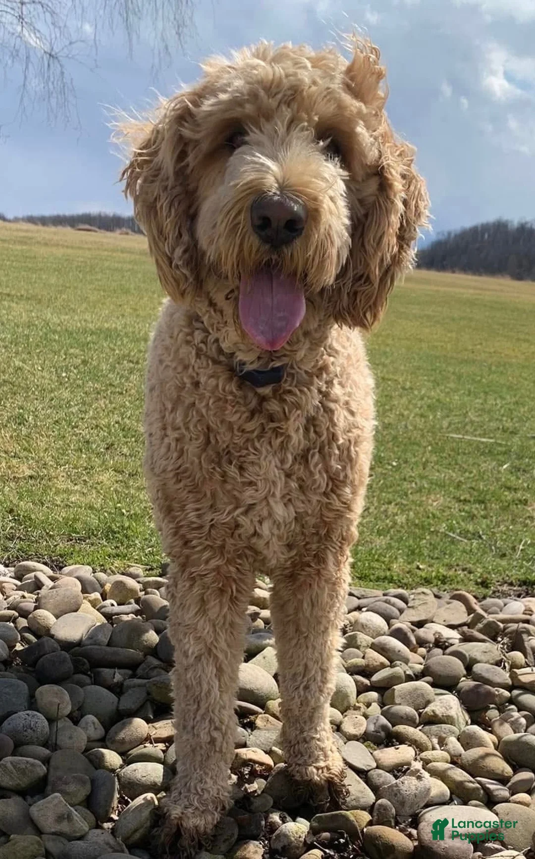 Mini Goldendoodle dogs for sale: Carl - Ad 6